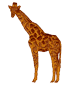 giraffe1.png