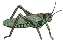 grasshopper.png