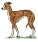 greyhound2.png