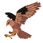 hawk2.png