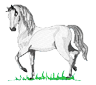 horse4.png