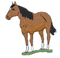 horse5.png