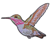 hummingbrid.png