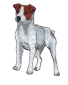 jackrussell.png