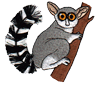 lemur1.png