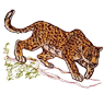 leopard.png