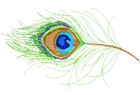 peacock-feather.png