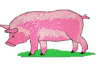 pig4.png