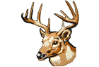 reindeerhead.png