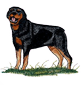 rottweiler.png