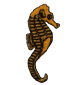 seahorse.png