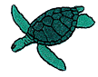 seaturtle2.png