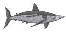 shark2.png