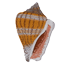 shell1.png