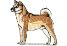 shiba-inu.png