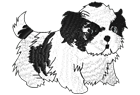 shih-tzu-pup.png