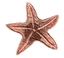 starfish.png