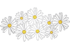 sundaisies.png