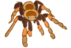 tarantula.png