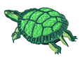 turtle1.png