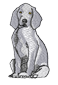 weimaraner.png