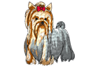 yorkie3.png