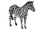 zebra3.png