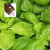 Basil Sweet Pure Essential Oil