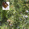 Cadewood Pure Essential Oil