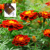 Calendula Absolute Pure Essential Oil