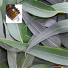 Eucalyptus Globulus Pure Essential Oil