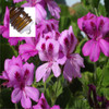 Geranium Egypt Pure Essential Oil