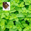 Peppermint India Pure Essential Oil