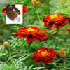 Tagette Pure Essential Oil