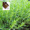 Tarragon Pure Essential Oil