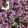 Thyme Red Spain Pure Essential Oil