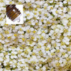 Yarrow Pure Essential Oil