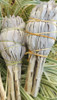 Baby Sage Bundle