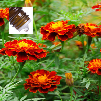 Calendula Absolute Pure Essential Oil