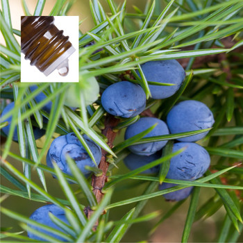 Juniper Berry Pure Essential Oil
