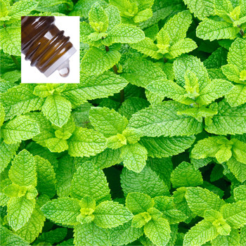 Peppermint India Pure Essential Oil