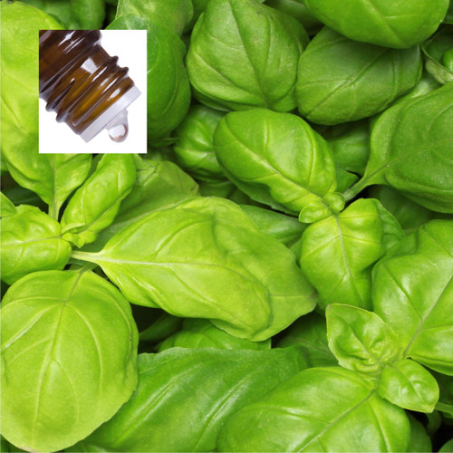 Basil Sweet Pure Essential Oil