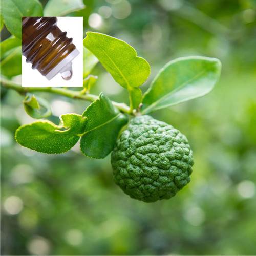 Bergamot Bergaptene Free Pure Essential Oil