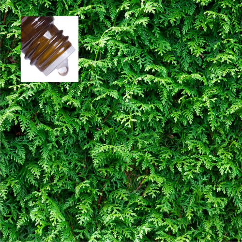 Cedarleaf Thuja Pure Essential Oil