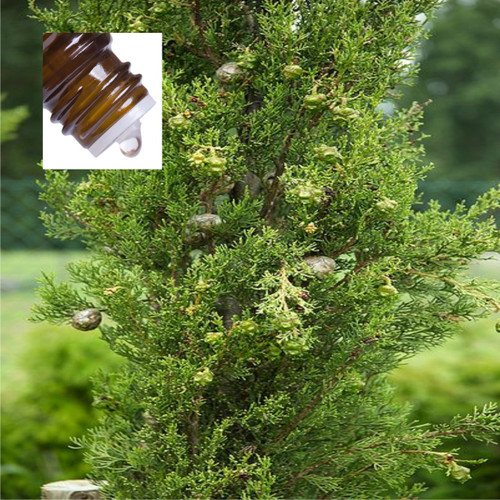 Cypress Spain Wild Pure Essential Oil