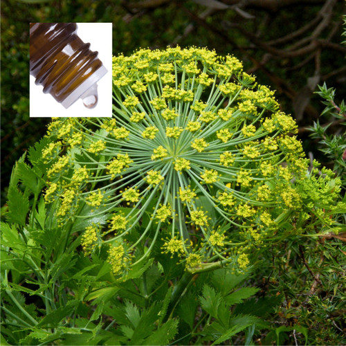 Galbanum Pure Essential Oil