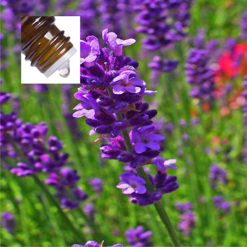 Lavender Angustifolium Bulgarian Pure Essential Oil