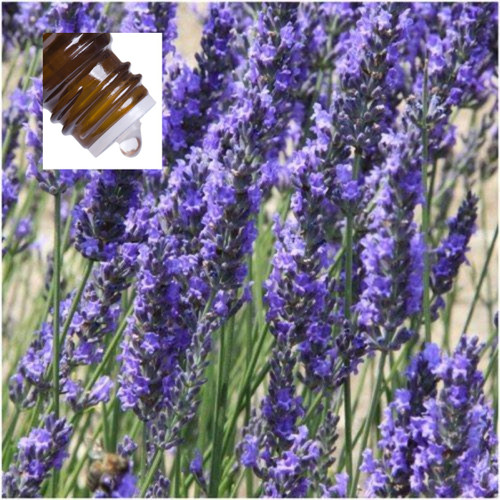 Lavender Spike Pure Essential Oil