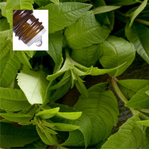 Lemon Verbena Rectified Pure Essential Oil