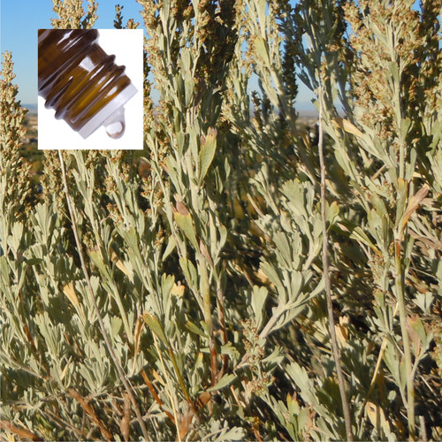 Sage Desert Wildcrafted Pure Essential Oil
